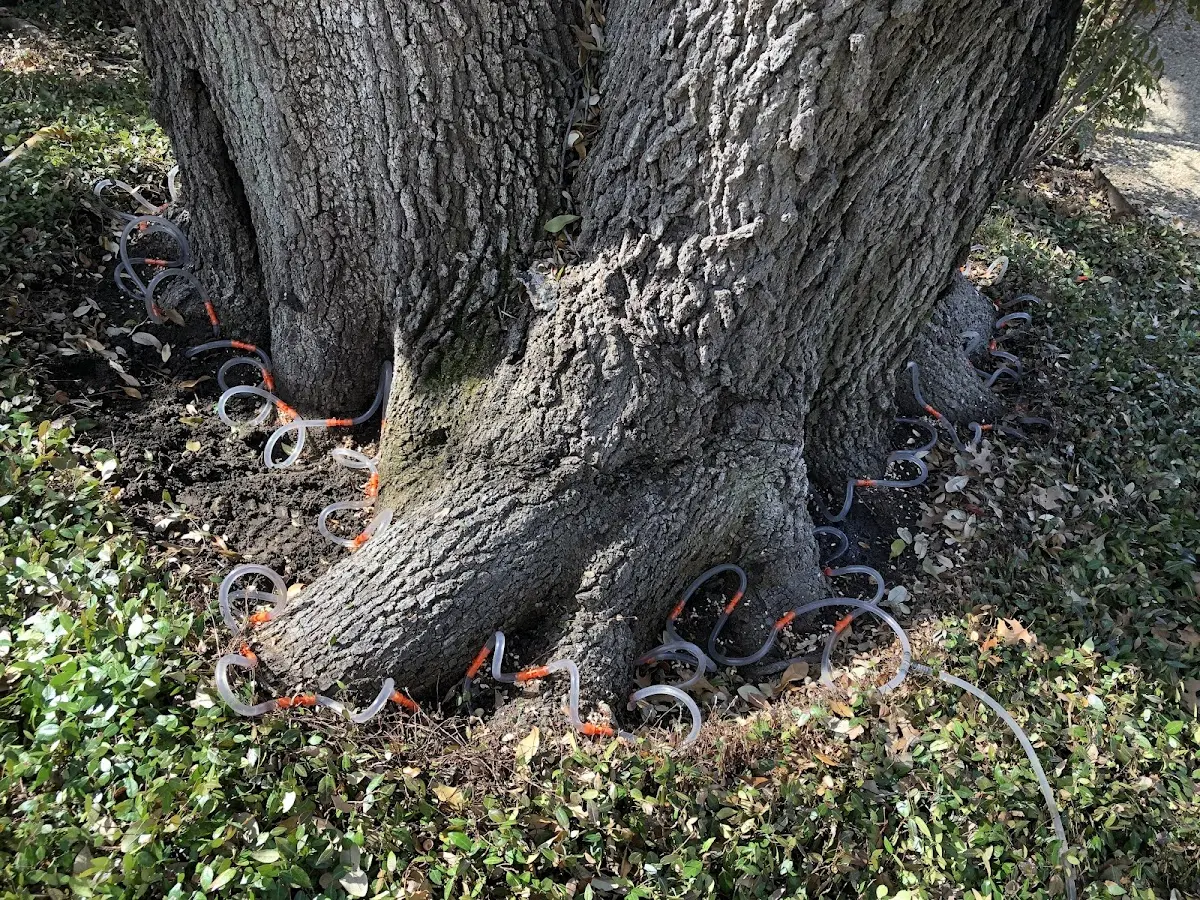 Detailed Tree Cabling and Bracing job site in Cedar Grove